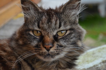 brown fluffy cat on the street