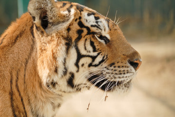 portrait d'un tigre sous le soleil d'été