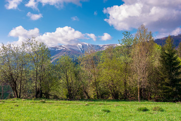 Fototapeta na wymiar great outdoors on a sunny springtime day. beautiful countryside landscape in mountains. forest behind the meadow covered in fresh green grass. borzhava ridge in the distance