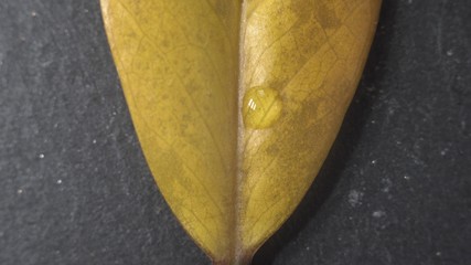 Macro close up footage of yellow leaf fallen from ficus tree with droplets on it. The camera slowly goes forward. A yellow leaf lies on a black stone.