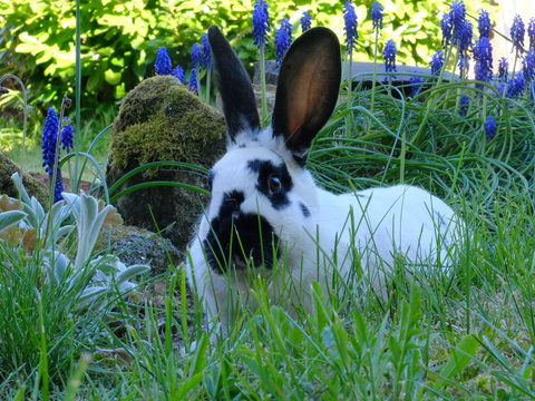 1 584 Best Lapin Blanc Images Stock Photos Vectors Adobe Stock