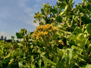 Pluchea indica (Indian camphorweed, Indian fleabane, Indian pluchea, Baccharis indica L) flower with natural background