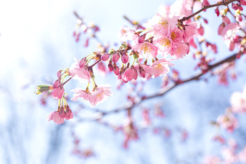 Amazing pink cherry blossoms on the Sakura tree in a blue sky.