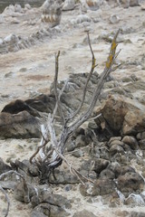 Drought, salt lake in Vermont, Western Cape