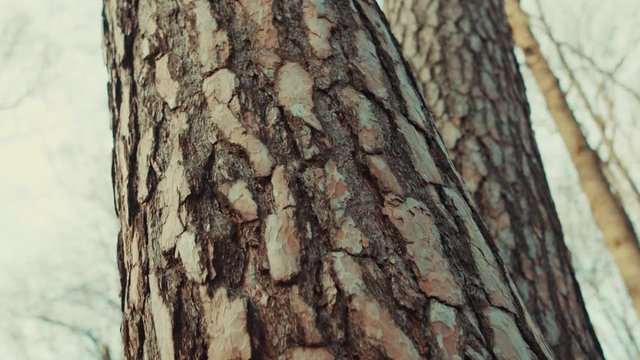 Close up tree trunk of brown wood in forest environment landscape textured detail park dark branch sunshine grung beautiful light close up slow motion