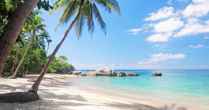 beach and coconut palm trees. Koh Tao, Thailand