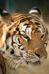 portrait d'un tigre en gros plan regard et relax