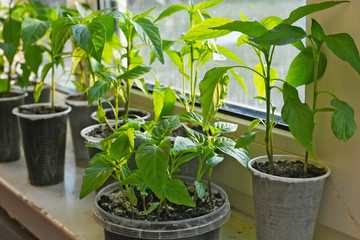 green hotbed tomatoes, peppers in disposable plastic dishes are grown in an apartment on the windowsill