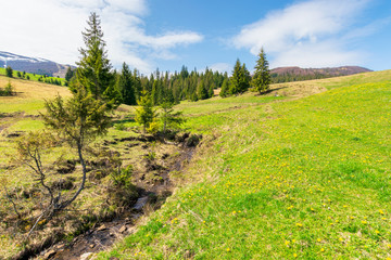Fototapeta premium beautiful mountain landscape in springtime. trees on the grassy meadow. small brook in the valley. forested hills on the distant ridge with snow capped tops. idyllic scenery