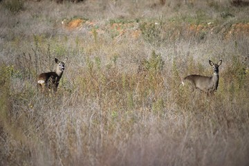 Two roe deer (Capreolus capreolus) near Palanquinos, Leon, Spain. The roe deer is relatively small, reddish and grey-brown, and well-adapted to cold environments.