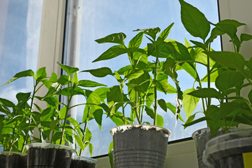 green hotbed tomatoes, peppers in disposable plastic dishes are grown in an apartment on the windowsill