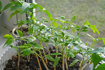 green hotbed tomatoes, peppers in disposable plastic dishes are grown in an apartment on the windowsill