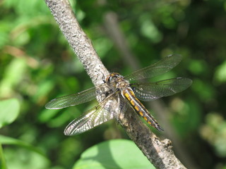 dragonfly on a leaf