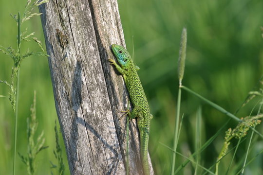 lezard