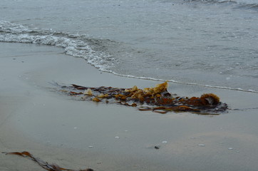 seaweed on a sandy beach against the blue sea © Marina Shvedak