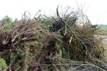 prepared easter fire in germany. A heap cut shrubs and bushes.