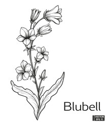 Blubell blossom meadow flower hand draw vintage style