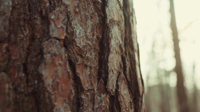 Slow motion tree trunk of brown wood in forest environment landscape textured detail park dark branch sunshine grung beautiful light close up