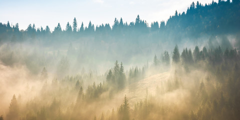 brouillard au-dessus de la forêt sur la colline. temps brumeux mystérieux le matin. fantastique paysage de montagne