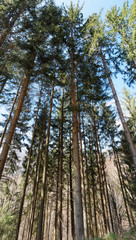Fototapeta premium (Picea abies) Hauts troncs droits brun-rougeâte d'épicéa commun ou sapin rouge en Forêt-Noire dans le sud de l'Allemagne 