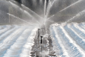Reihe von Impulsregnern als Bewässerung auf einem Feld in der Landwirschaft als Sprinkler