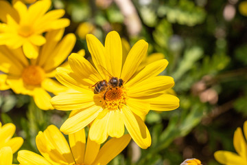 Les abeilles et les fleurs.