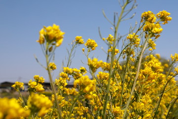 Obraz premium 파란 하늘과 노란 유채꽃