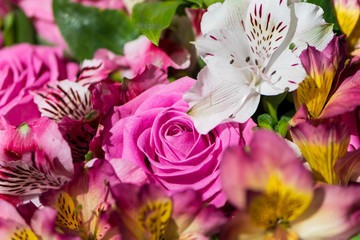 background of beautiful pink rose close-up in a bouquet of flowers