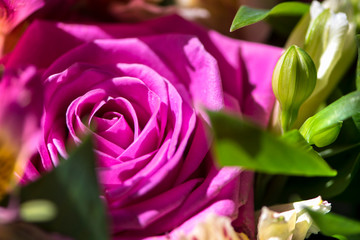 background of beautiful pink rose close-up in a bouquet of flowers
