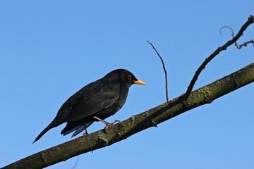 Männliche Amsel (Turdus merula) auf Zweig vor blauem Himmel