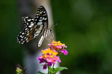 butterfly on flower Da Nang, Vietnam, Asia