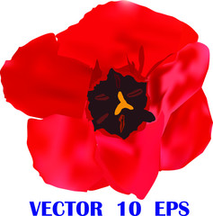 
red tulip  vector