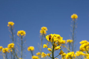 파란 하늘과  노란 유채꽃