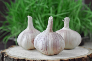 Garlic. A head of garlic. Organic garlic against the background of the tree.