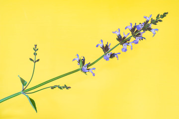 Flowering stem of Salvia Officinalis on a yellow background with copy space.