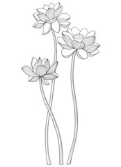 Set of Lotus flowers for greeting cards, invitations and packaging. Windscreen design.