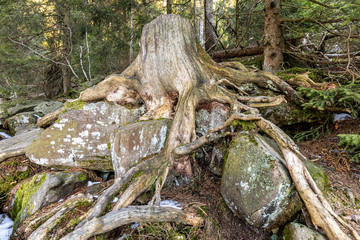 Alte Baumwurzel im Wald auf Steine