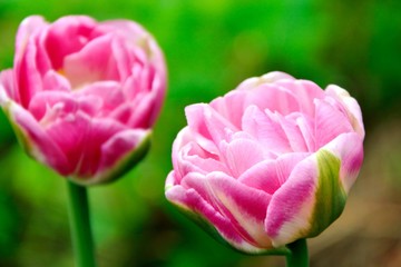 Lush luxurious pink tulip in the garden close-up
