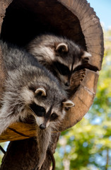 raccoons on a tree