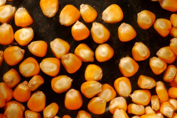 corn on the cob on black background. corn seed