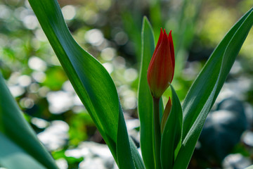 Rote wilde Damen-Tulpe