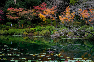 Japanese garden in autumn 