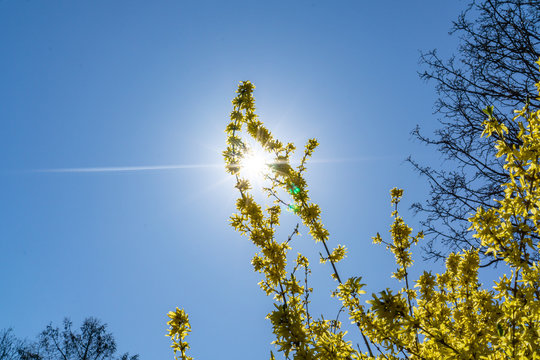 Forsythie mit Sonne (Sonnenstern) durchflutet