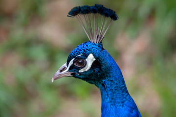 Tête de paon bleu de profil