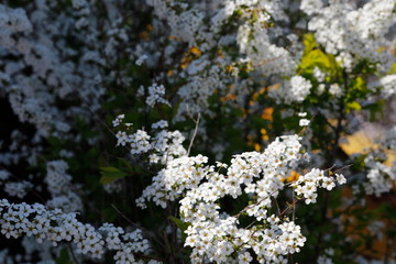 하얀 꽃이 보이는 아름다운 봄 풍경