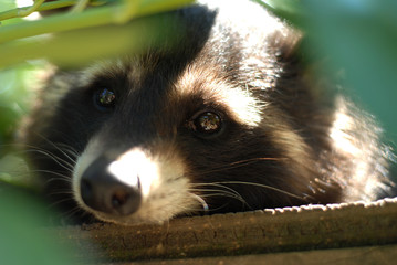 portait d'un raton laveur curieux et beau dans la forêt