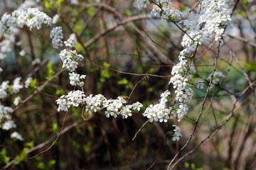 하얀 꽃이 보이는 아름다운 봄 풍경