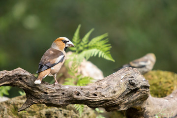 Hawfinch perched on a log in the woods.