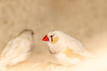 Close-up on a Mandarin Diamond - pet bird - Taeniopygia guttata