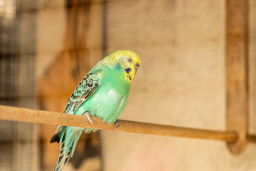 Naklejka premium Turquoise blue and yellow budgerigar - Australian parakeet - Melopsittacus undulatus